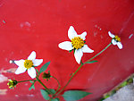 鬼针草