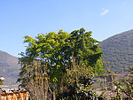 农村风光