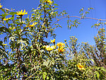 肿柄菊