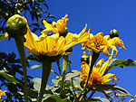肿柄菊
