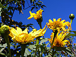 肿柄菊