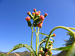 野茼蒿