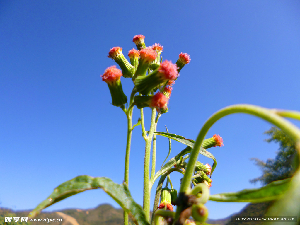 野茼蒿