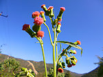 野茼蒿