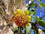肿柄菊