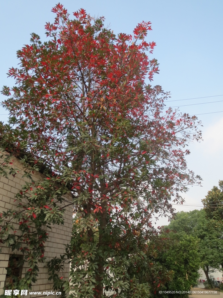 冬日红火树