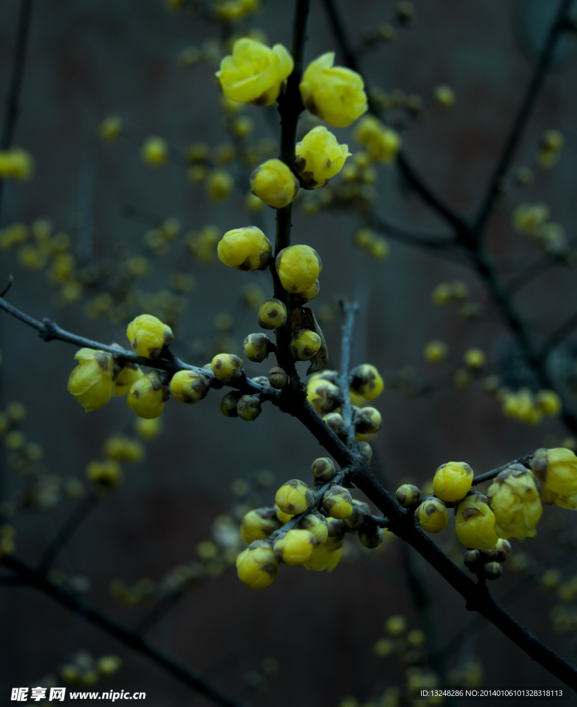 梅花