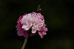 碧桃花