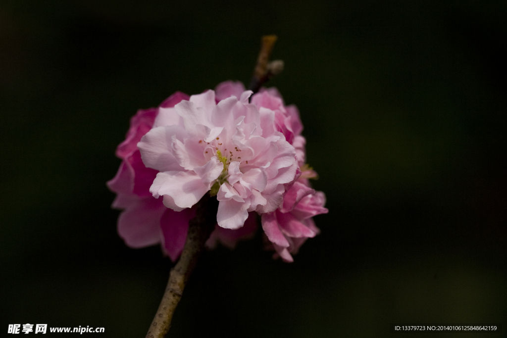 碧桃花