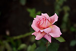 月季花