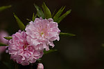 碧桃花