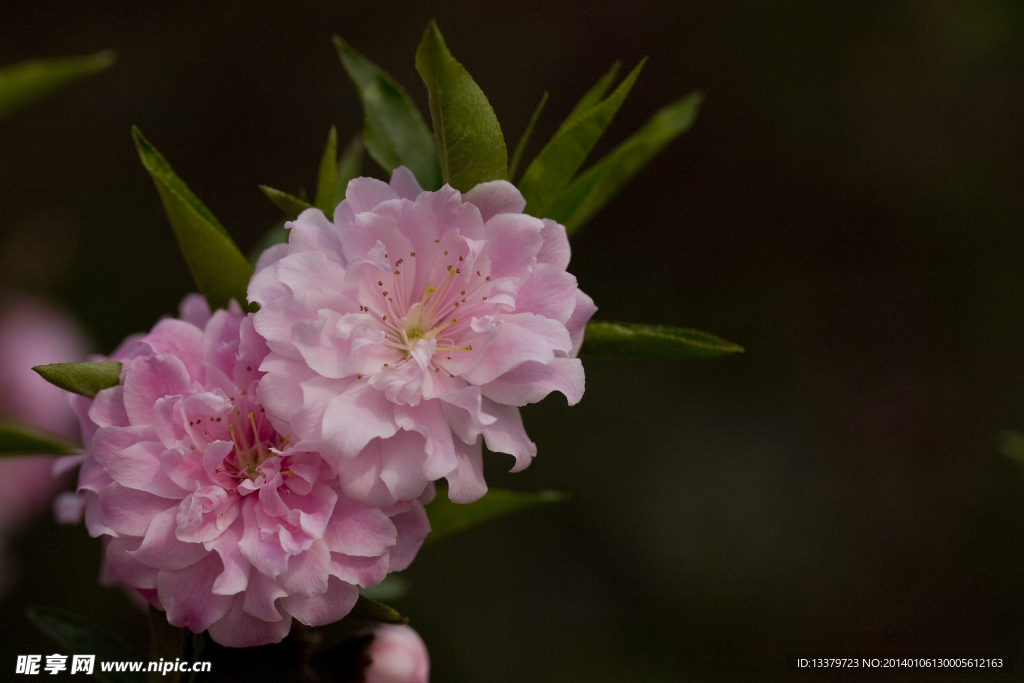 碧桃花