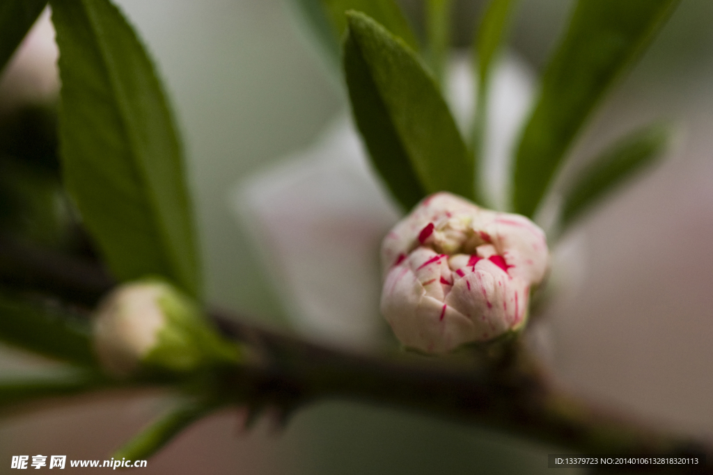 碧桃花蕾