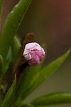 碧桃花蕾