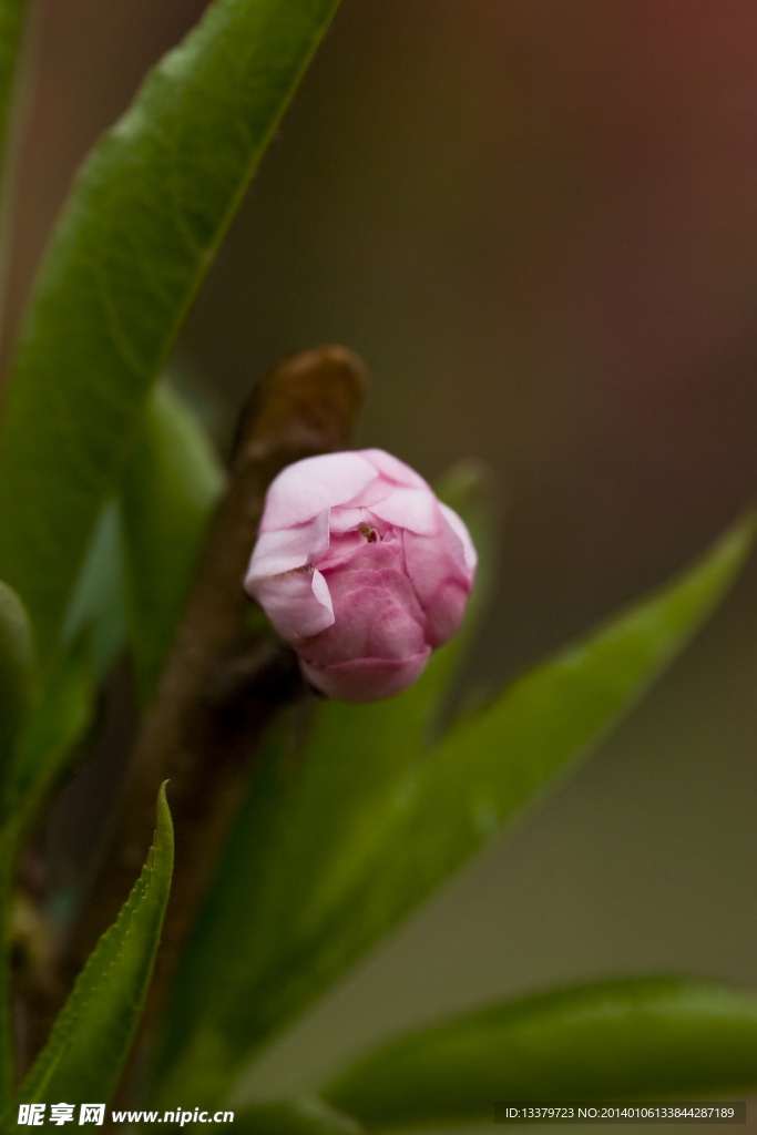 碧桃花蕾