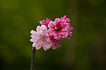 碧桃花朵