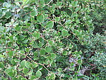 野生植物