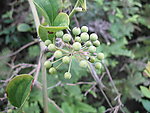 野生植物