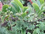 野生植物