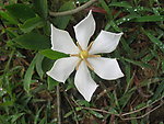 栀子花