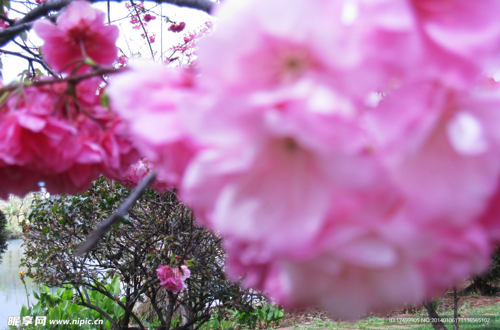 桃花