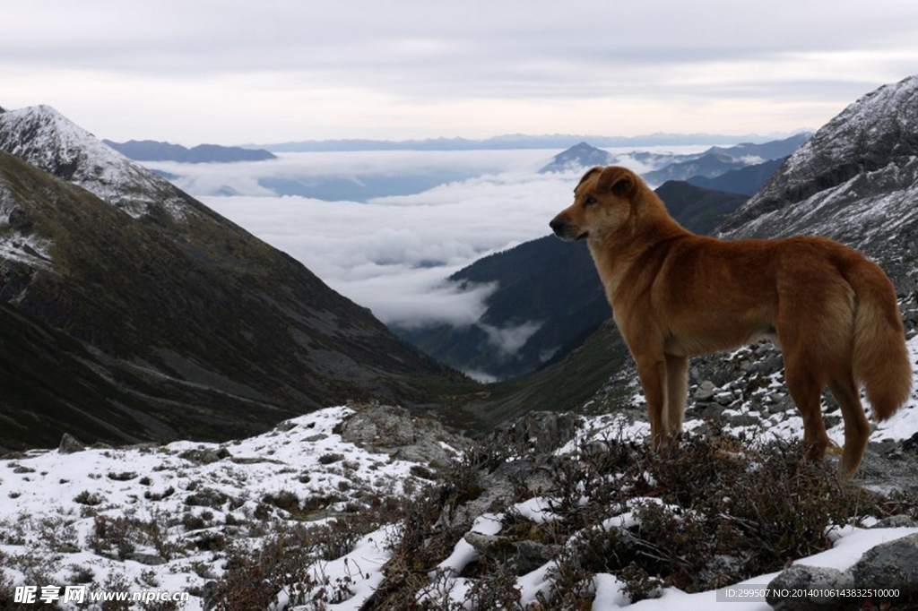 四姑娘山 雪山 海拔