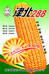 玉米