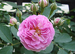 蔷薇花