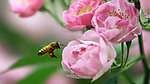 蔷薇花