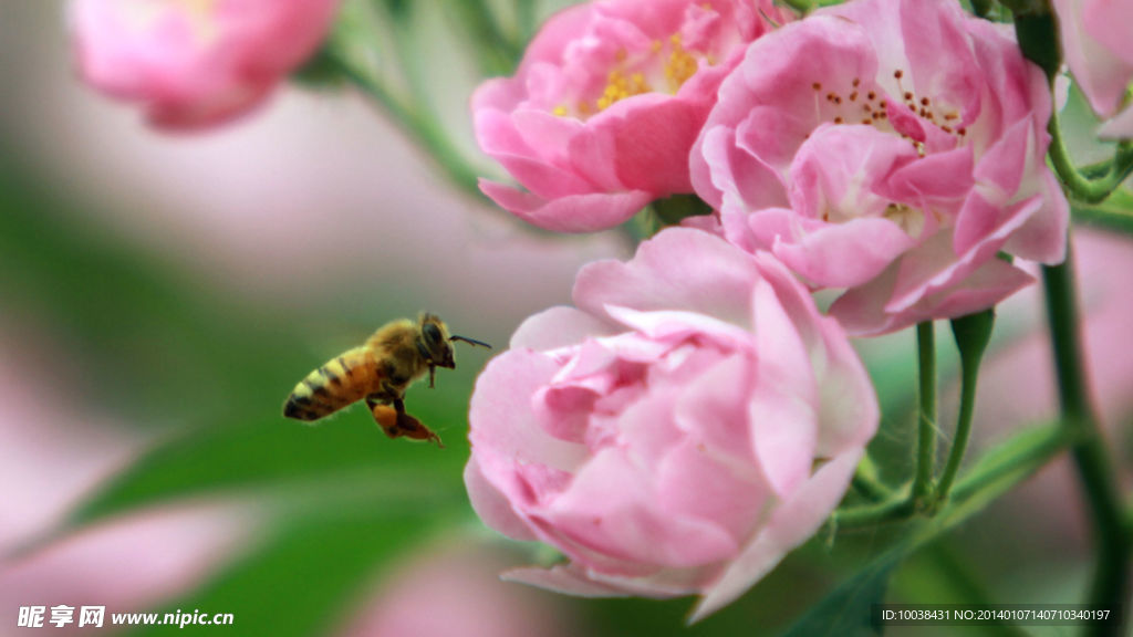 蔷薇花