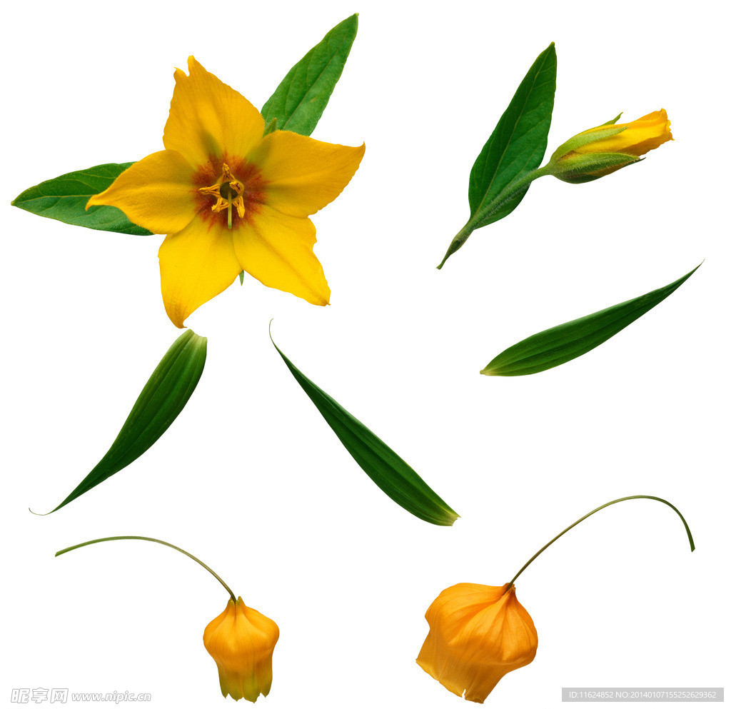 花卉