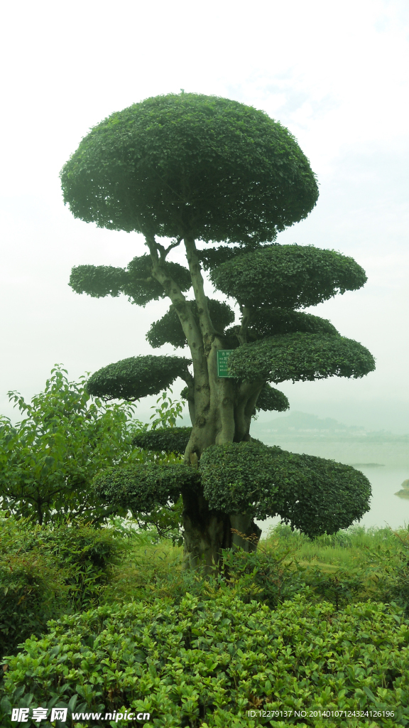 风景树