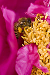 牡丹花蕊 蜜蜂