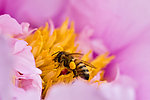 蜜蜂 牡丹