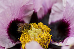 牡丹花蕊 蜜蜂
