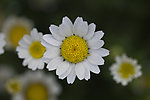 雏菊