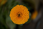 雏菊