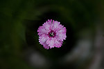 粉色小花