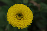 黄色雏菊