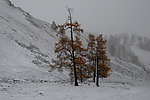 雪地中水墨松树