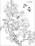 茶花线描
