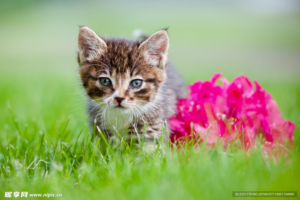 小猫