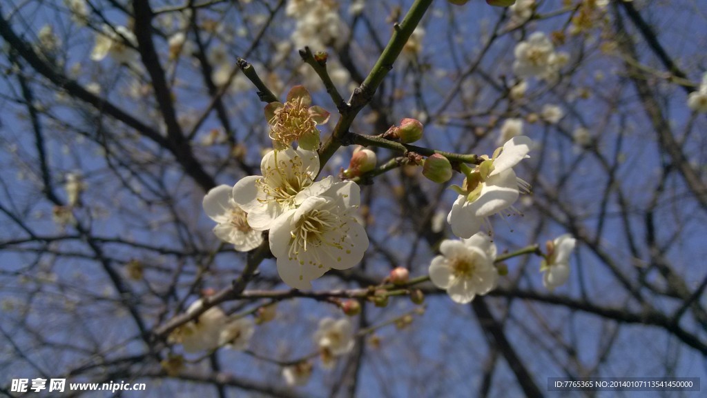 梅花世界