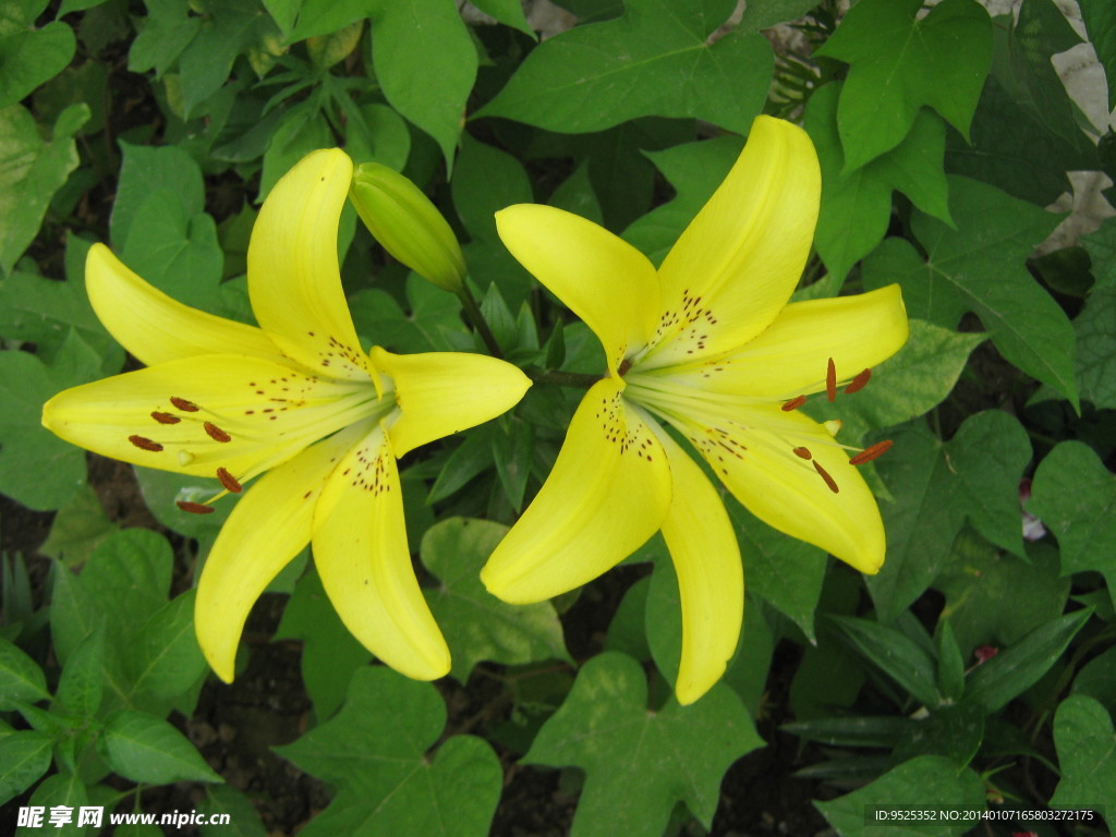 百合花