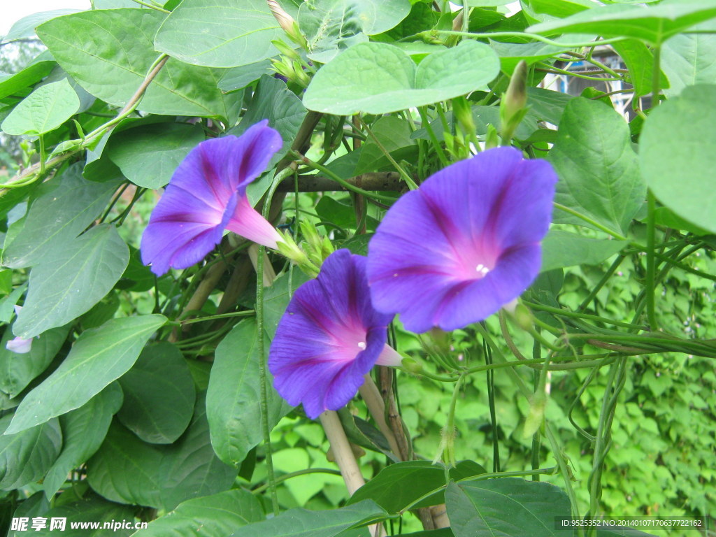 牵牛花