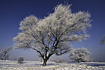 雪景