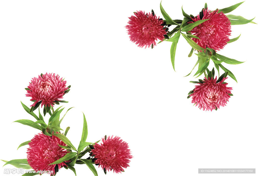 菊花边框