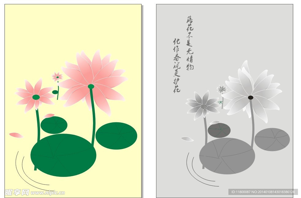 荷花