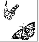 蝴蝶 矢量