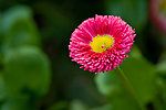 野菊花